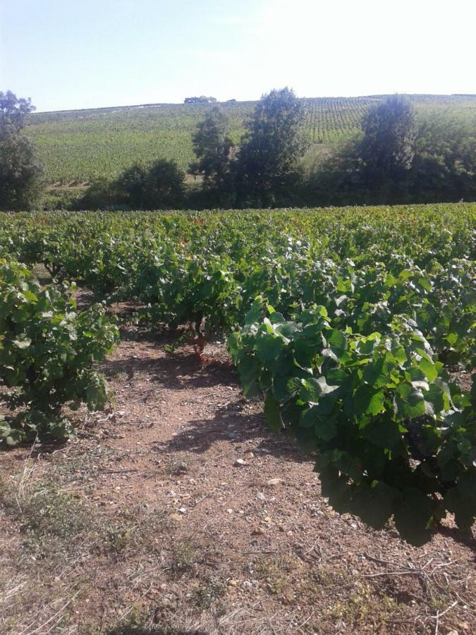 La Maison Des Vignes Charentay Exteriér fotografie