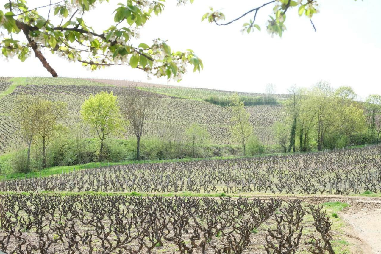 La Maison Des Vignes Charentay Exteriér fotografie